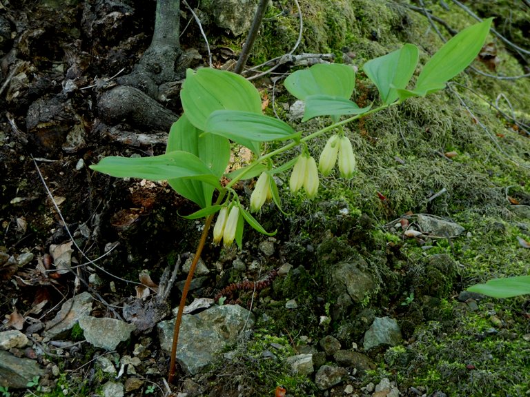 Image of Polygonatum desoulavyi specimen.