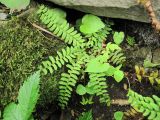 Polystichum craspedosorum