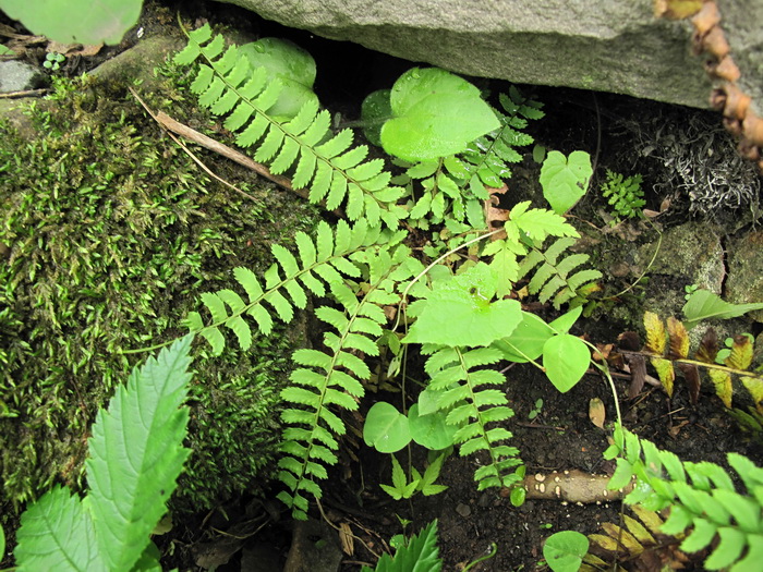 Image of Polystichum craspedosorum specimen.