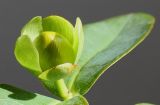 Hypericum calycinum. Раскрывающийся бутон. Германия, г. Кемпен, в парке. 17.06.2012.