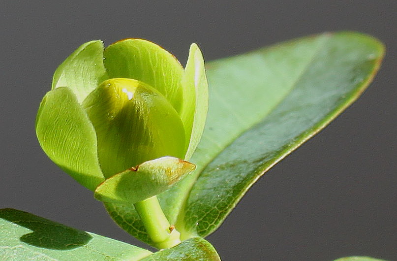 Изображение особи Hypericum calycinum.