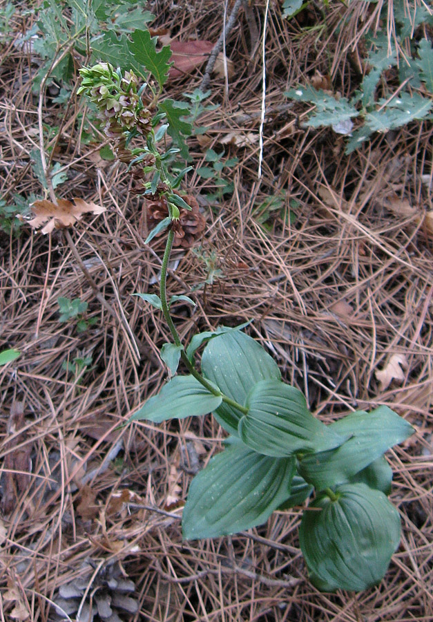 Изображение особи Epipactis helleborine.