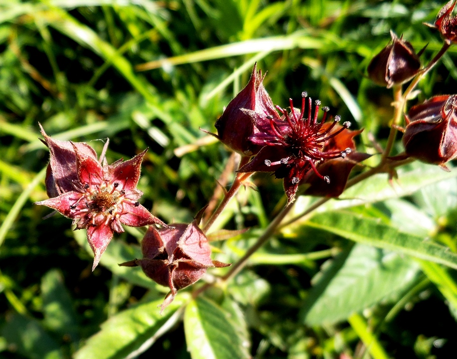 Image of Comarum palustre specimen.