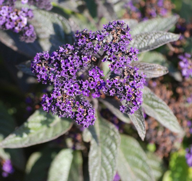 Image of Heliotropium arborescens specimen.