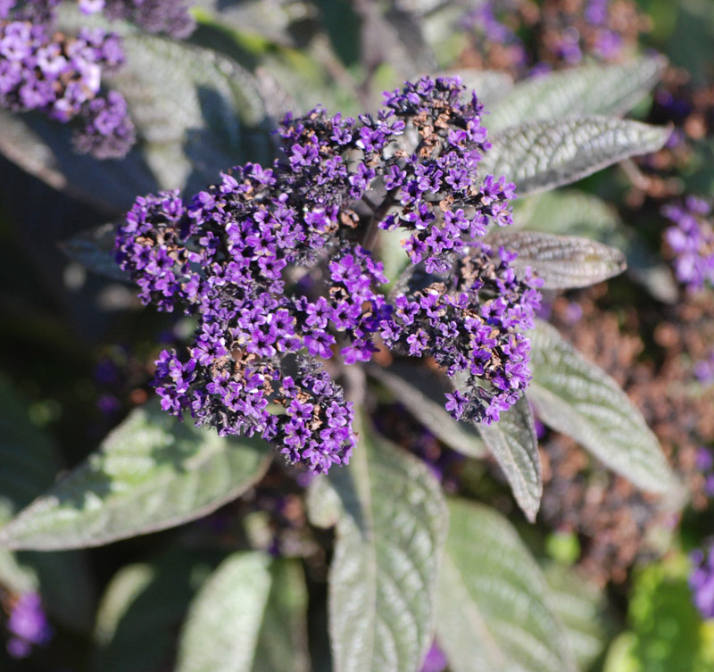 Изображение особи Heliotropium arborescens.