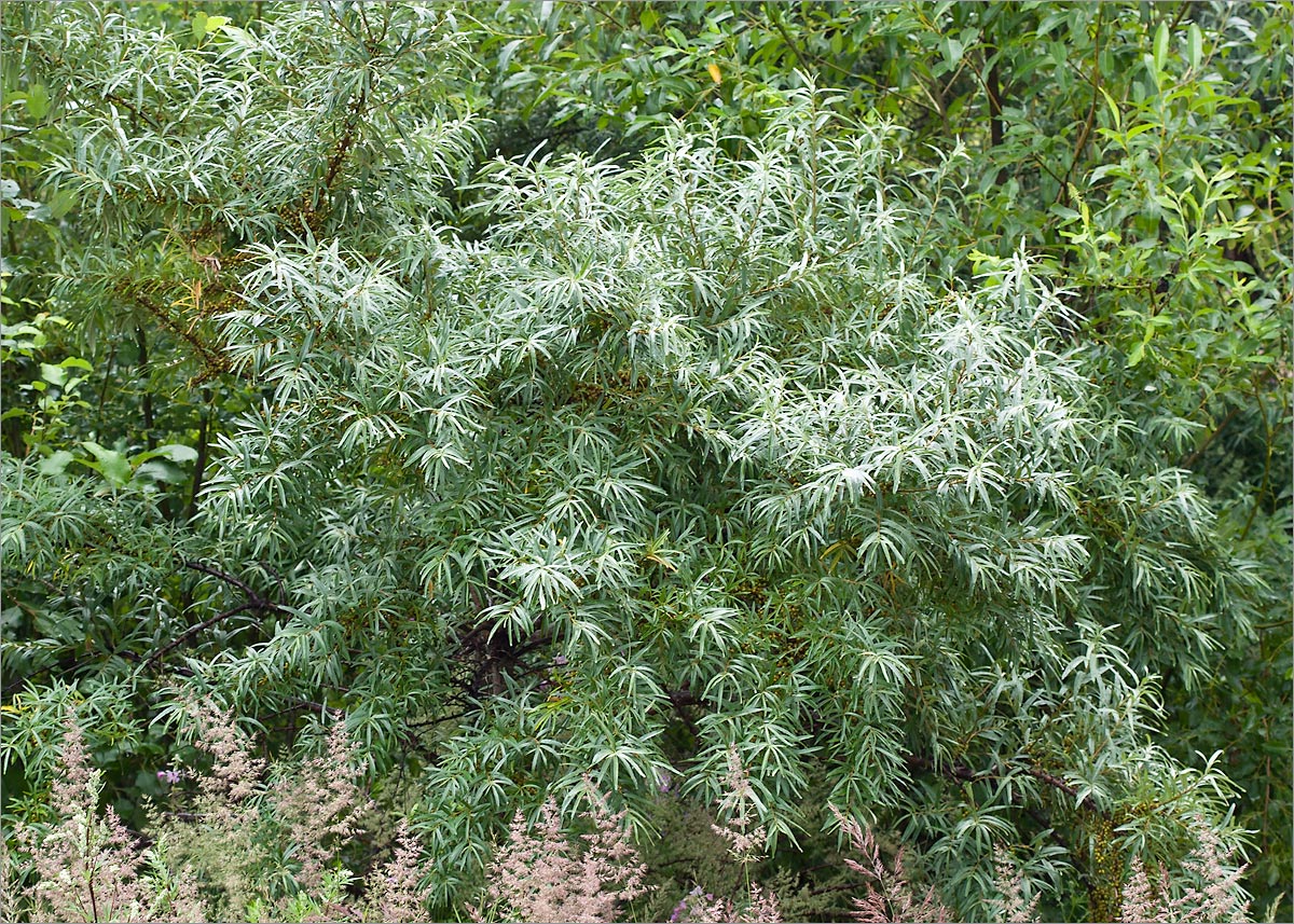 Image of Hippophae rhamnoides specimen.