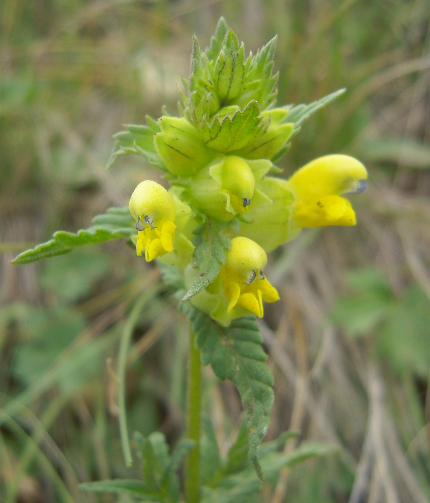 Image of Rhinanthus schischkinii specimen.
