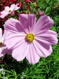 Cosmos bipinnatus