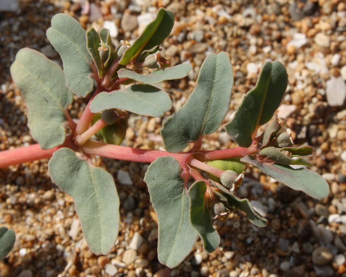 Изображение особи Euphorbia peplis.