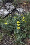 Haplophyllum latifolium