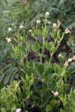 Zygophyllum fabago subspecies orientale. Цветущее растение. Южный Казахстан, правобережье Сыр-Дарьи выше устья Арыси. 26.05.2012.