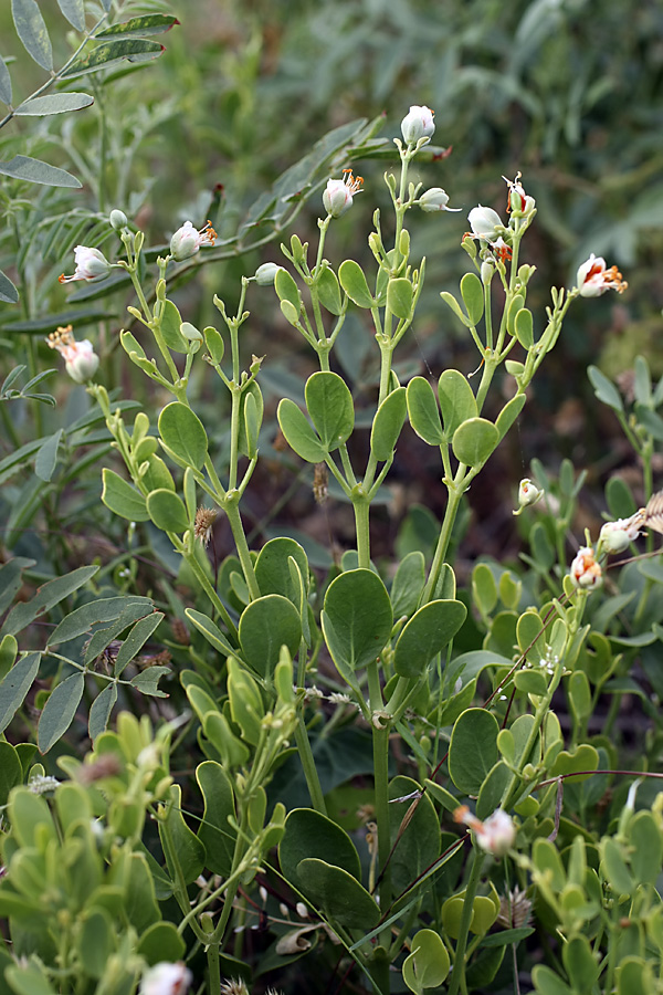 Изображение особи Zygophyllum fabago ssp. orientale.