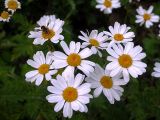 Pyrethrum corymbosum. Корзинки диаметром до 4 см в общем щитковидном соцветии. Киев, молодая сосновая посадка в Святошинском лесу, 13 июня 2008 г.