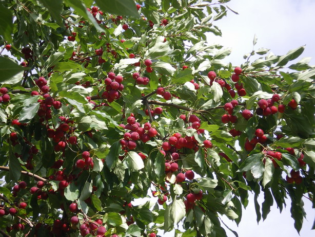 Изображение особи Malus prunifolia.
