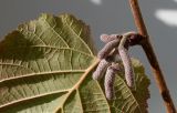 Corylus avellana. Часть обратной стороны листа и развивающиеся тычиночные соцветия (f. 'Fuscorubra'). Германия, г. Кемпен, в культуре. 09.09.2012.