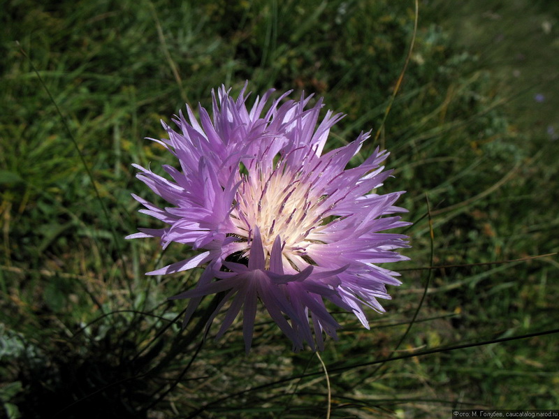 Image of genus Psephellus specimen.