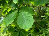 Quercus crispula