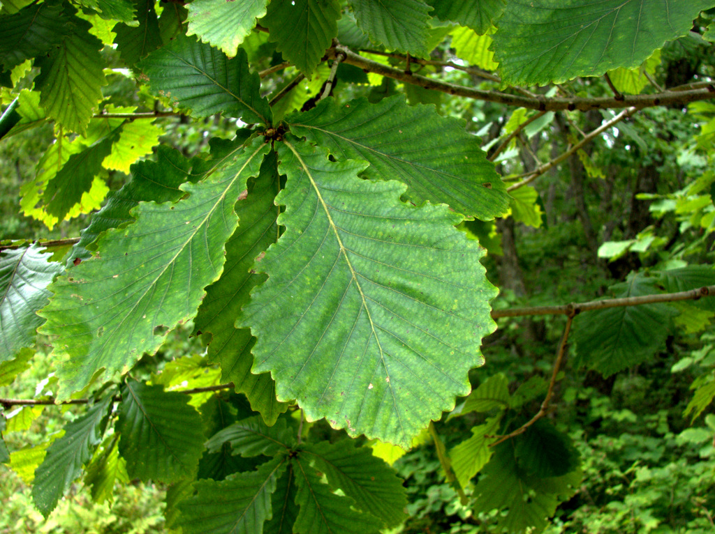 Изображение особи Quercus crispula.