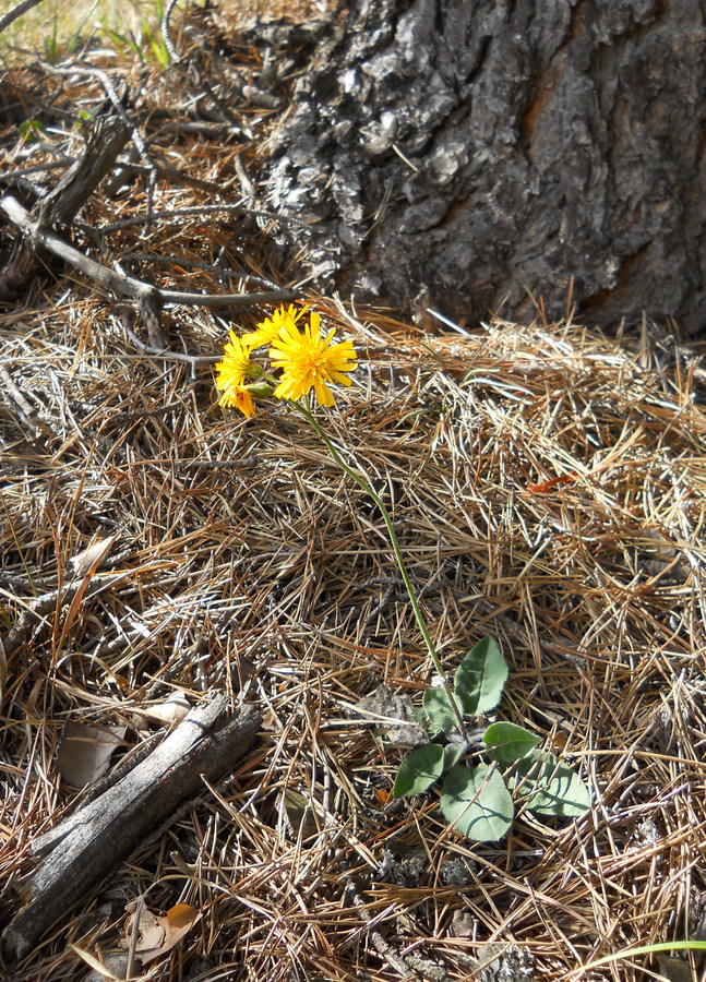 Изображение особи род Hieracium.