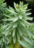 Euphorbia glauca