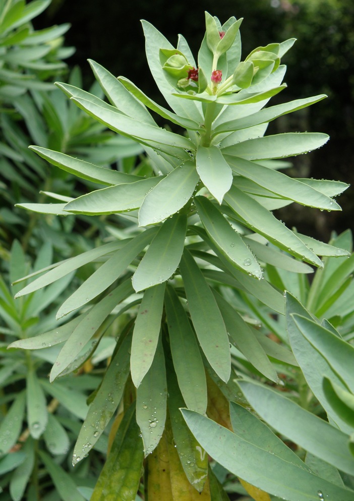 Image of Euphorbia glauca specimen.