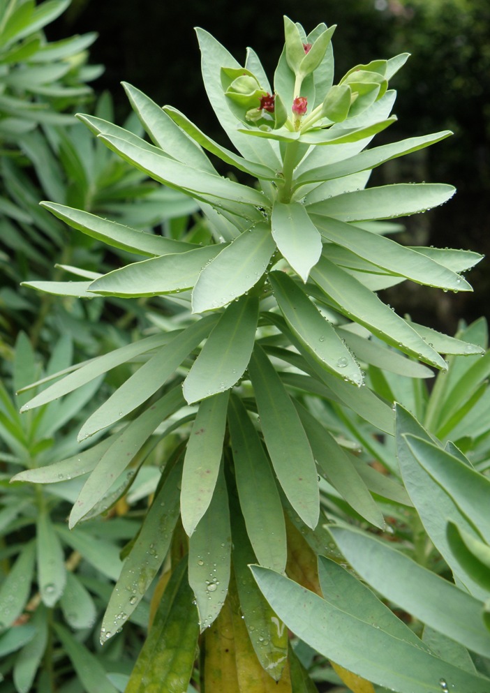 Изображение особи Euphorbia glauca.