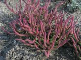 Salicornia perennans