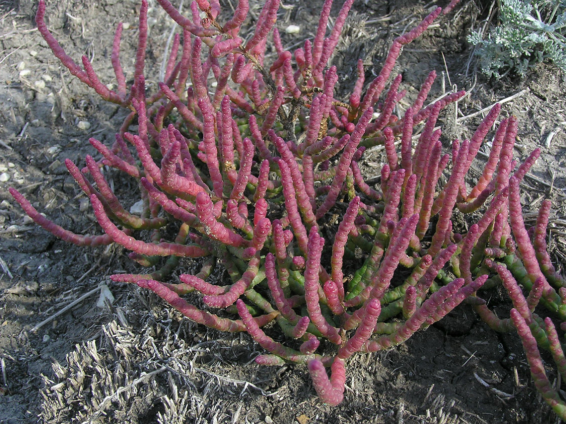 Изображение особи Salicornia perennans.