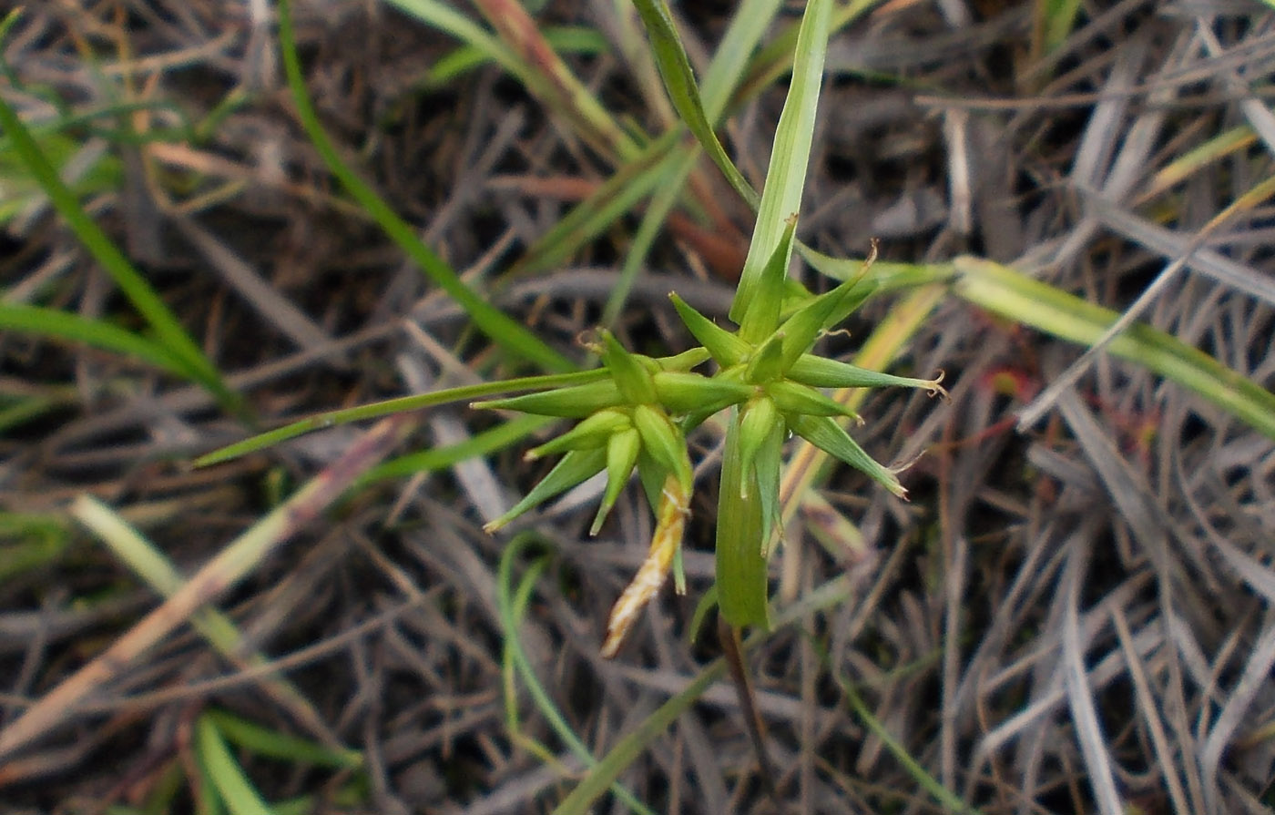 Image of Carex dolichocarpa specimen.