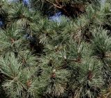 Pinus nigra. Побеги. Германия, г. Кемпен, в частном саду. 19.10.2012.