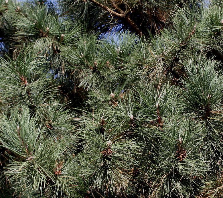 Изображение особи Pinus nigra.