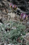 Astragalus fedtschenkoanus