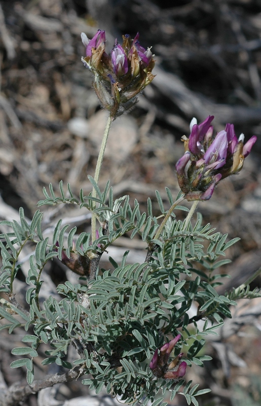 Image of Astragalus fedtschenkoanus specimen.