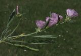 Convolvulus lineatus. Цветущее растение. Крым, Джанкойский р-н. 22.05.2012.