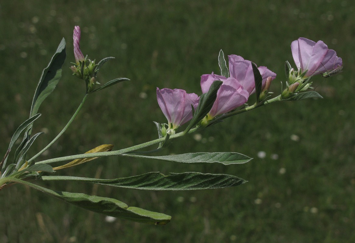 Image of Convolvulus lineatus specimen.