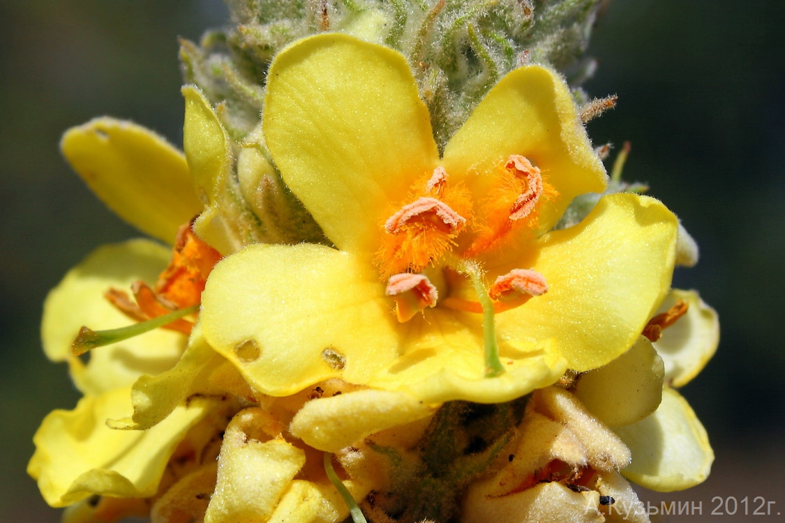 Изображение особи Verbascum ovalifolium.