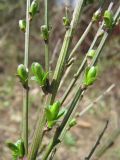 Image of taxon representative. Author is Наталия Шульц