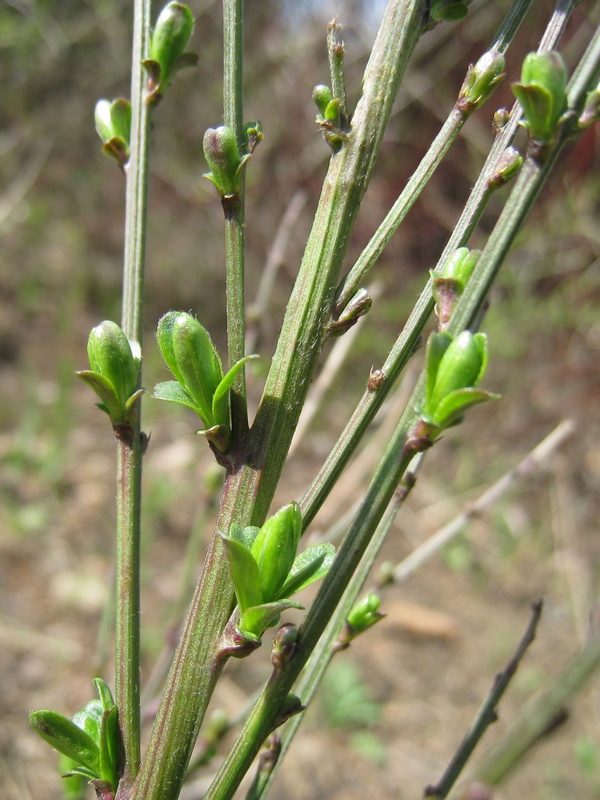 Image of Genista tinctoria specimen.