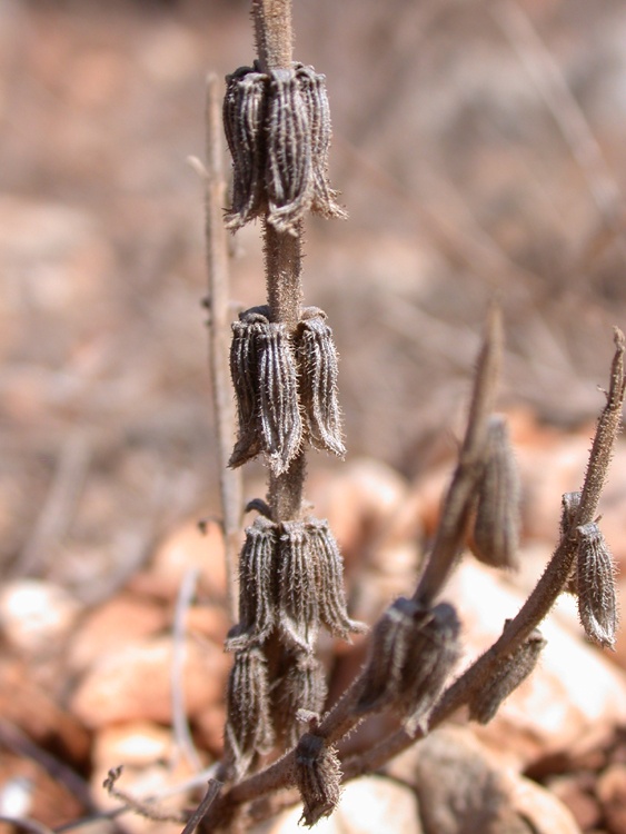 Изображение особи Salvia viridis.