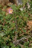 Rosa pulverulenta. Ветвь с цветком. Israel, Mount Hermon. 22.06.2012.