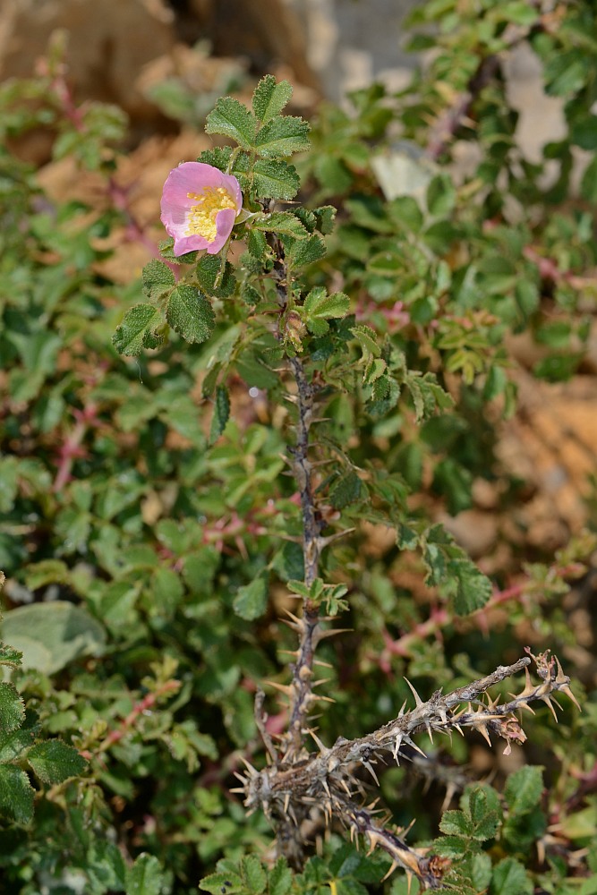 Image of Rosa pulverulenta specimen.