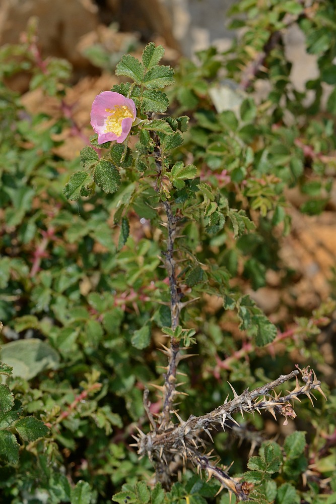 Изображение особи Rosa pulverulenta.