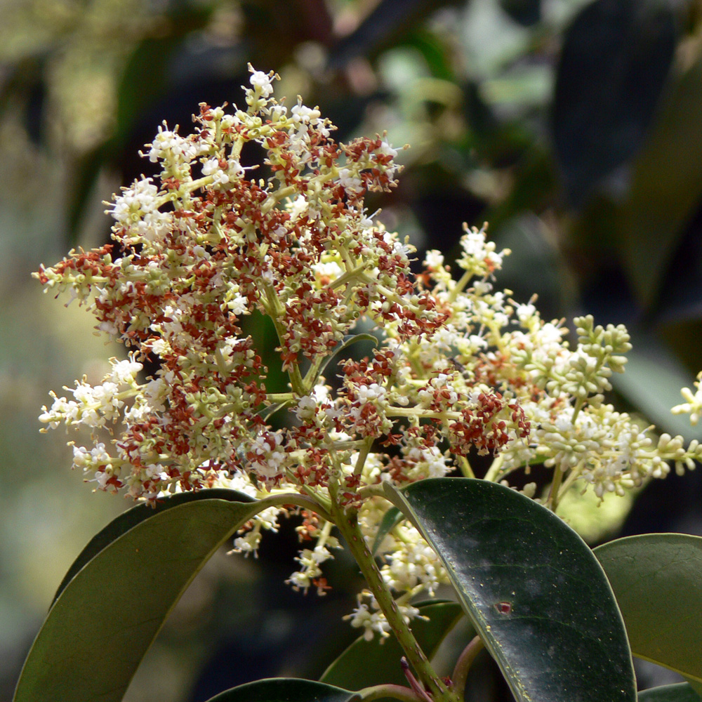 Изображение особи Ligustrum lucidum.