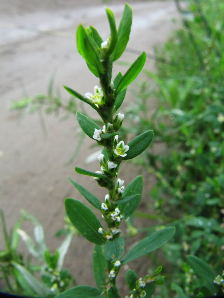 Image of Polygonum aviculare specimen.