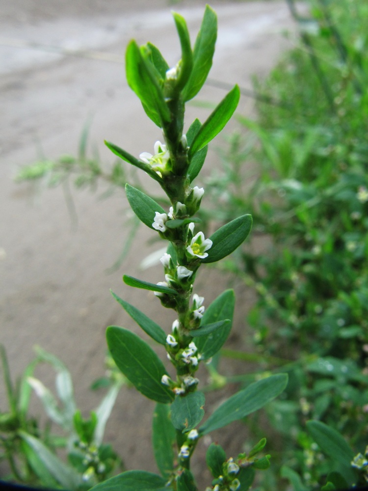 Изображение особи Polygonum aviculare.