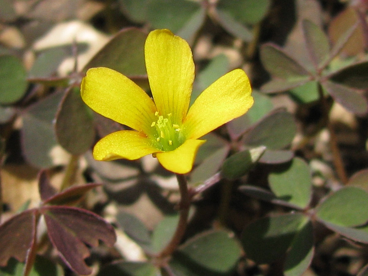 Изображение особи Oxalis corniculata.