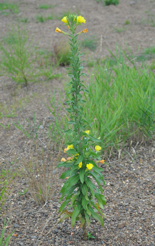 Изображение особи Oenothera biennis.