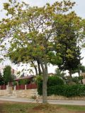 Ailanthus altissima. Плодоносящее дерево. Хорватия, Истрия, пос. Баньоле, у дороги. 03.09.2012.