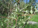 Elaeagnus angustifolia