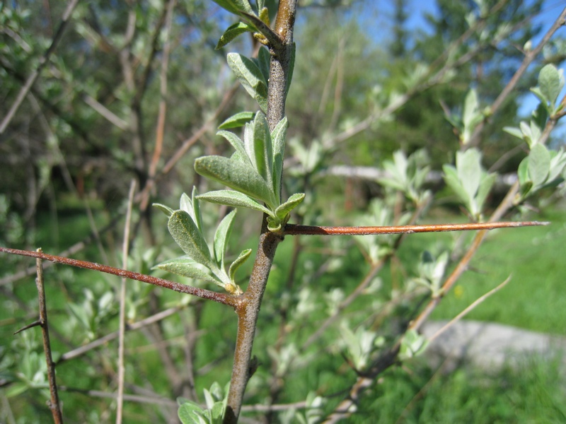 Изображение особи Elaeagnus angustifolia.